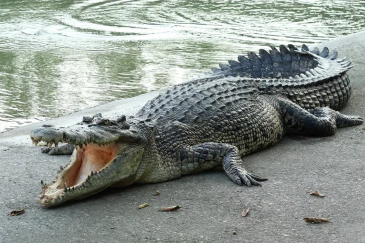 Морского крокодила «незаконно арестовали» в Австралии