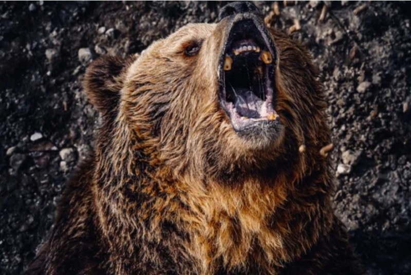 Медведь ворвался в школу и попытался утащить ребенка в лес Медведь ворвался в школу и попытался утащить ребенка в лес