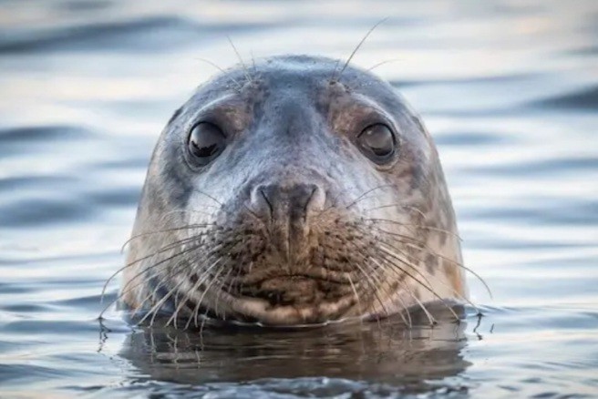 Краснокнижные тюлени сотнями гибнут на Каспии
