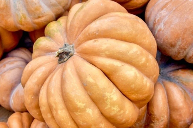 Тыкву весом с небольшой автомобиль вырастили в Калифорнии