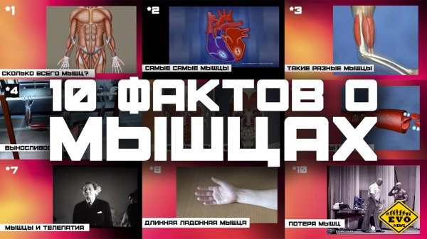 10 самых интересных фактов о мышцах