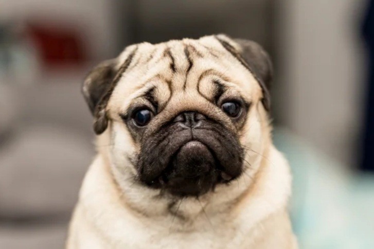 Дизайнерские собаки могут исчезнуть через 10 лет