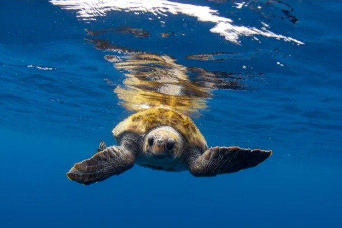 Черепаха из Турции за пять месяцев проплыла 10 тысяч километров Черепаха из Турции за пять месяцев проплыла 10 тысяч километров