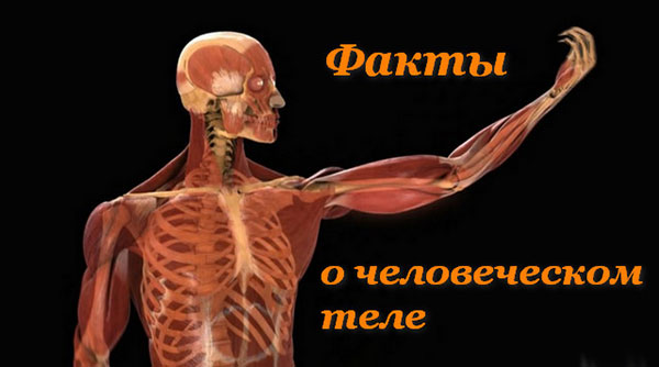 Что вы не знали о человеке
