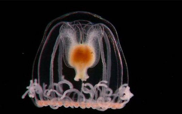 Интересные факты о медузе Turritopsis nutricula