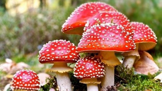 Интересные факты о Мухоморе