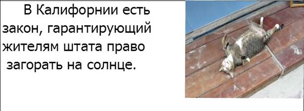 Самые идиотские законы США