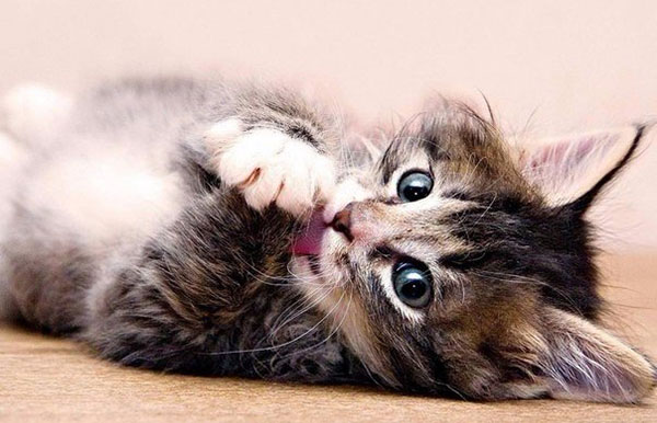 Почему кошки топчут нас лапками и с чем это связано?