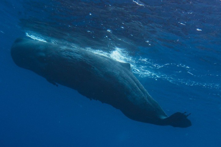 У кашалотов впервые обнаружены гласные звуки, считающиеся уникальными для людей У кашалотов впервые обнаружены гласные звуки, считающиеся уникальными для людей