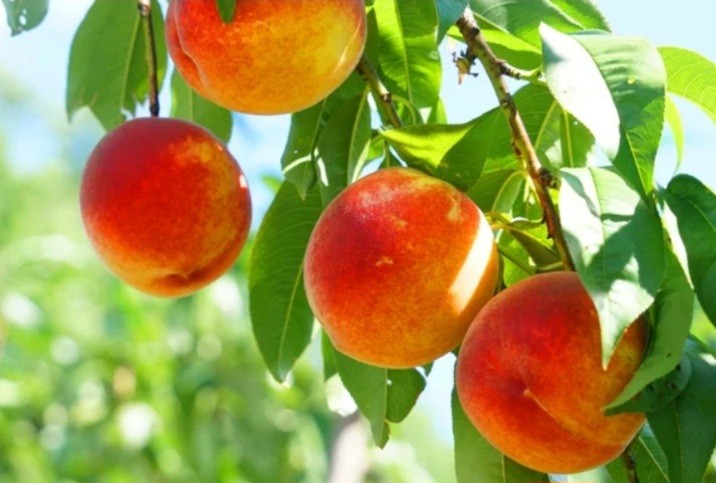 Самый тяжелый персик в мире вырастили в США