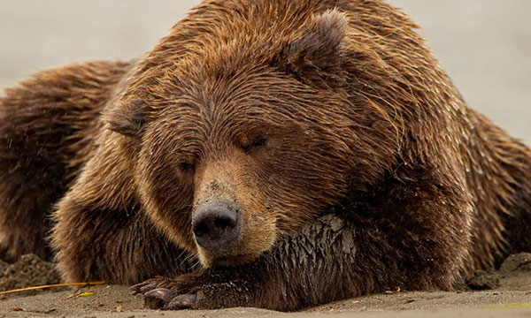 Что происходит с медведем во время зимней спячки?