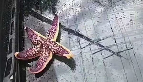 В Китае прошел дождь из морских обитателей