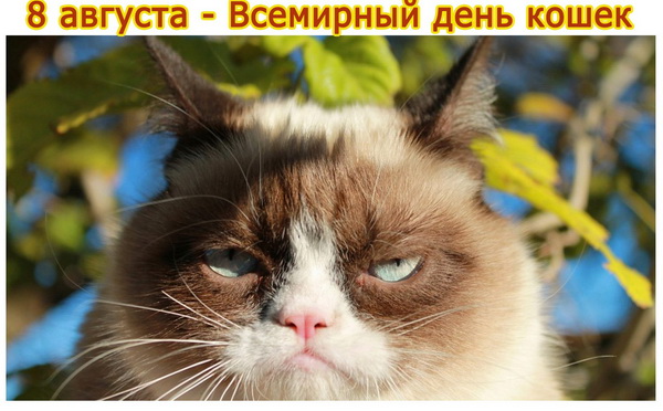 Всемирный день кошек