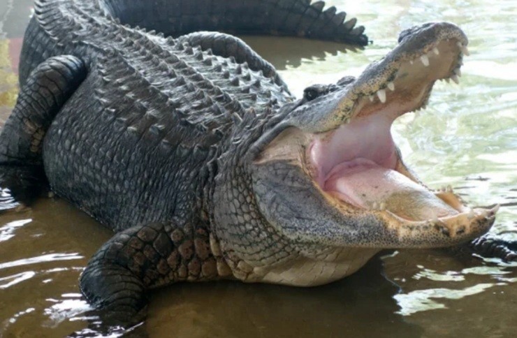 Женщина застрелила гигантского аллигатора и решила сделать из него ковер