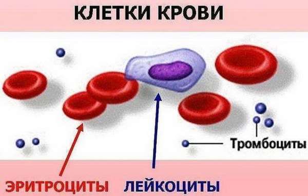 Показатели крови, за которыми необходимо следить после 30 лет