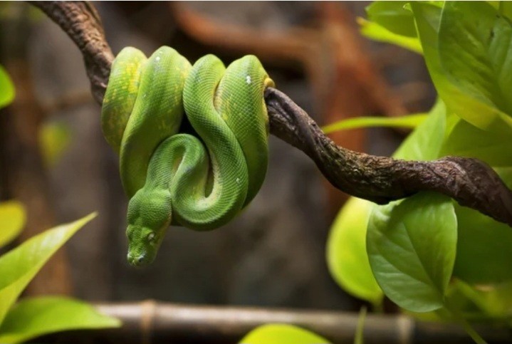 Кошка Мася спасла от ядовитой змеи семью россиян на Бали