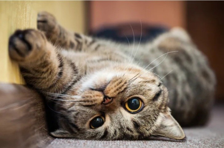 Криптоферма в Китае понесла миллионные убытки из-за котов