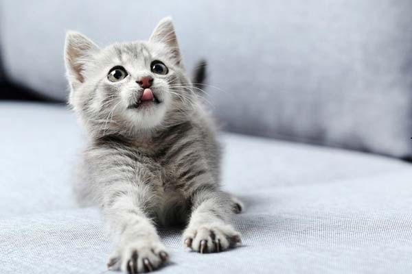 Кошки увеличивают риски шизофрении для хозяев