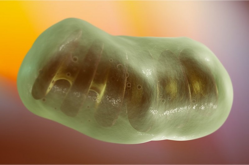 Ученые открыли способ «перезарядки» стареющих клеток человека