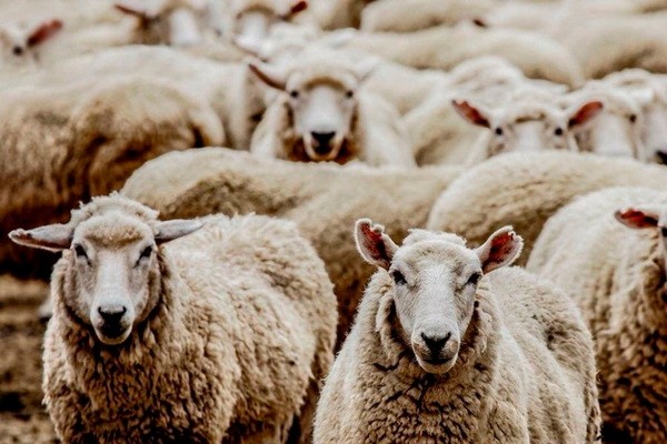 Овца за $100 тысяч: в Узбекистане на аукцион выставили редкую породу