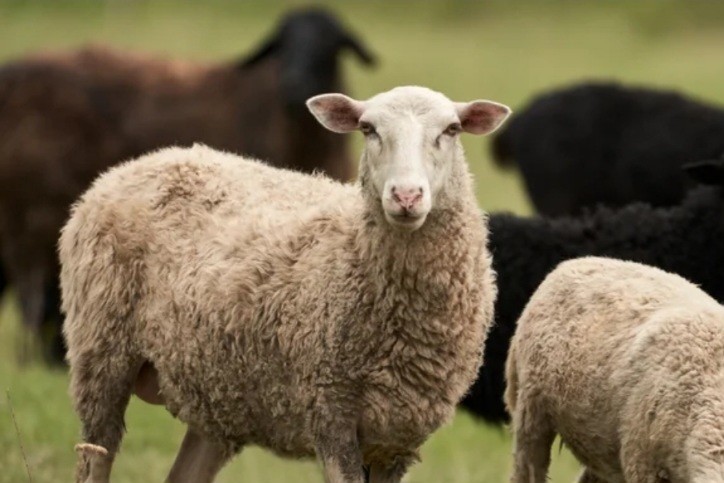 Полсотни овец разгромили супермаркет в Германии Полсотни овец разгромили супермаркет в Германии