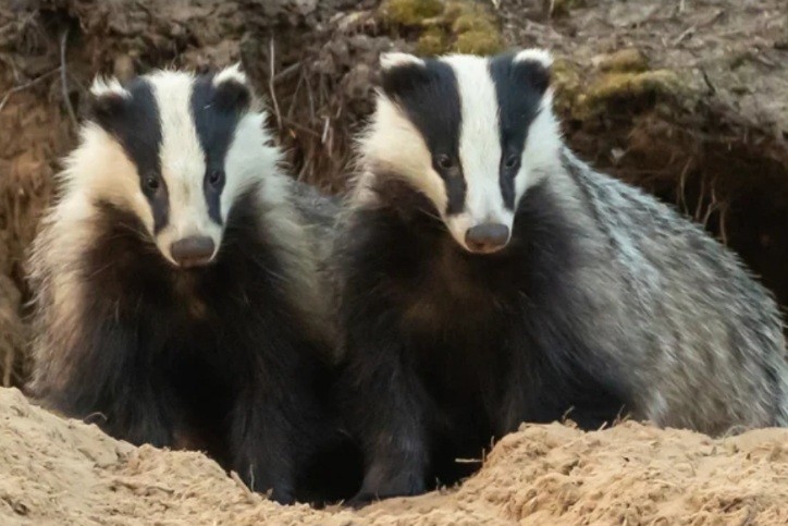 Барсуки обрушили дорожный тоннель в Великобритании Барсуки обрушили дорожный тоннель в Великобритании