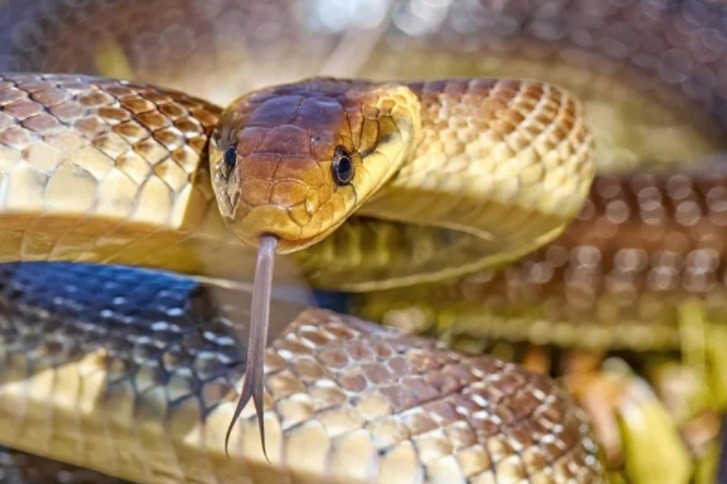 Житель Индии спас змею, сделав ей искусственное дыхание