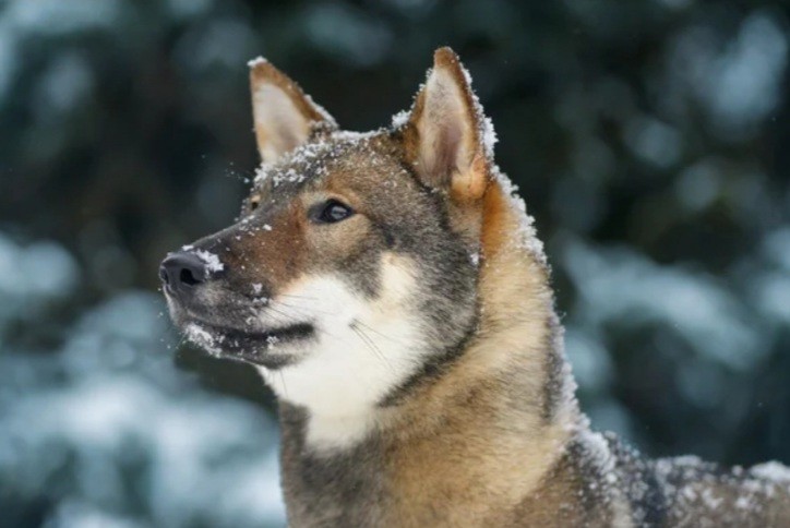 Верные псы помогли жителям Ленобласти выжить в зимнем лесу