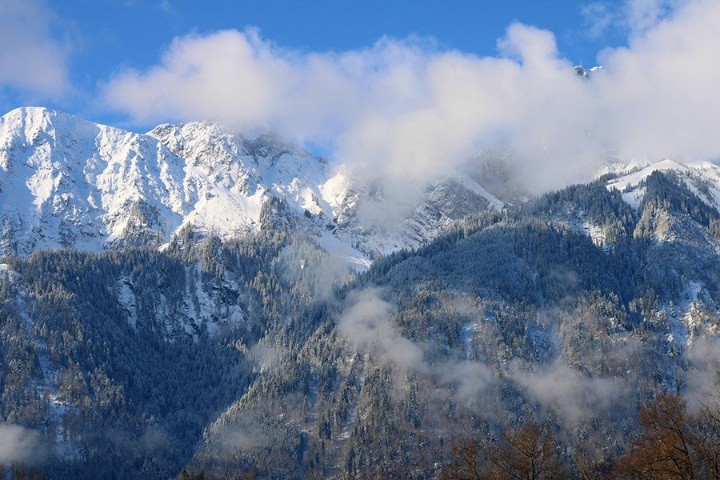 Леса постепенно мигрируют на горные вершины