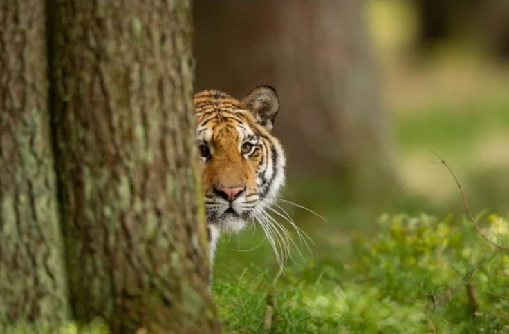 Тигры больше не вымирают. Почему хищники стали чаще выходить к людям?
