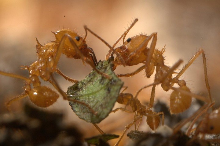 Паразитический муравей обманом заставляет рабочих убивать свою королеву