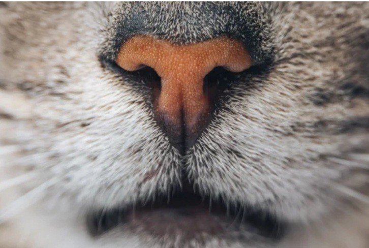 Самая старая кошка в мире отметила 30-летие