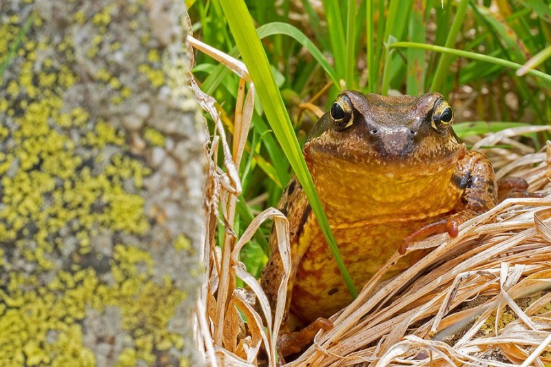 Ядовитые мешочки помогли жабам завоевать мир