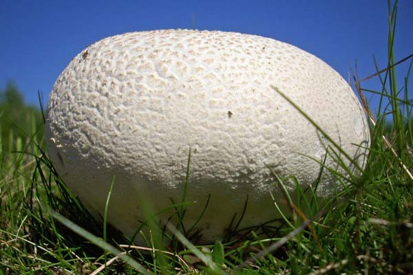 Найден съедобный гриб весом почти в 10 кг