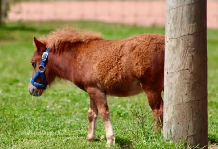 Самого маленького в мире коня обнаружили в Германии