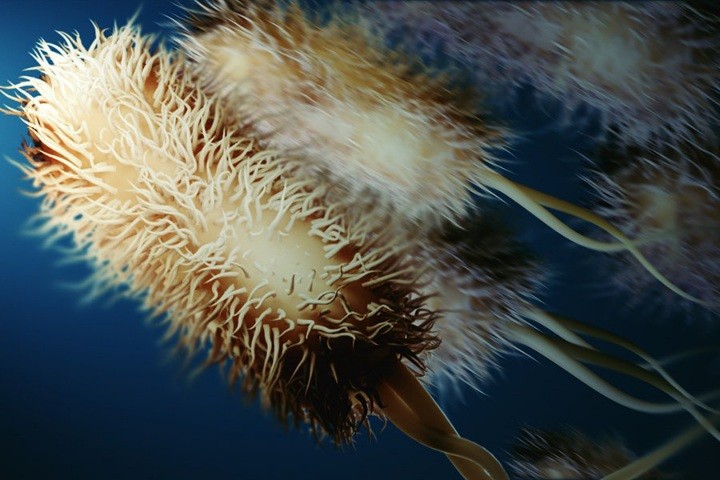 У собак обнаружено клещевое заболевание, которое может быть опасным для человека