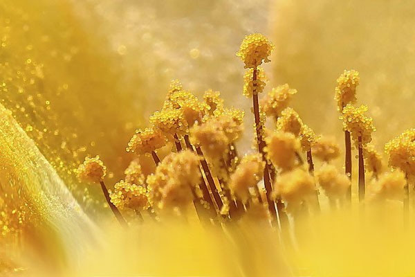 Пыльца число. Пыльца пшеницы. Растение на котором много пыльцы 3 класс. Король золотой пыльцы. Снежная пыльца.