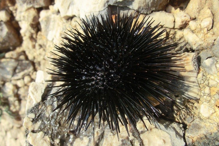 Скрытая пандемия уничтожает морских ежей по всему миру