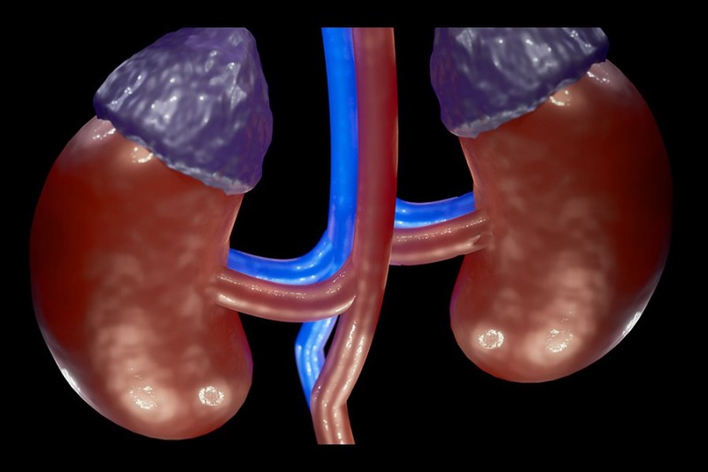 Ученые изменили группу крови почек