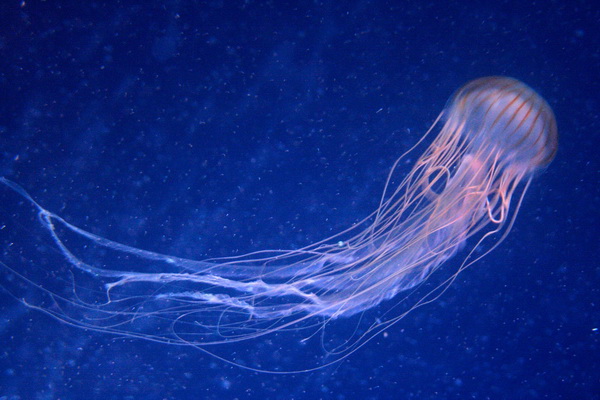 Найнебезпечніша у світі медуза